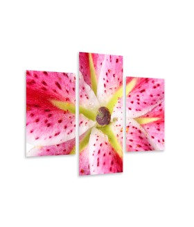 Multi-canvas 3x Pink lily